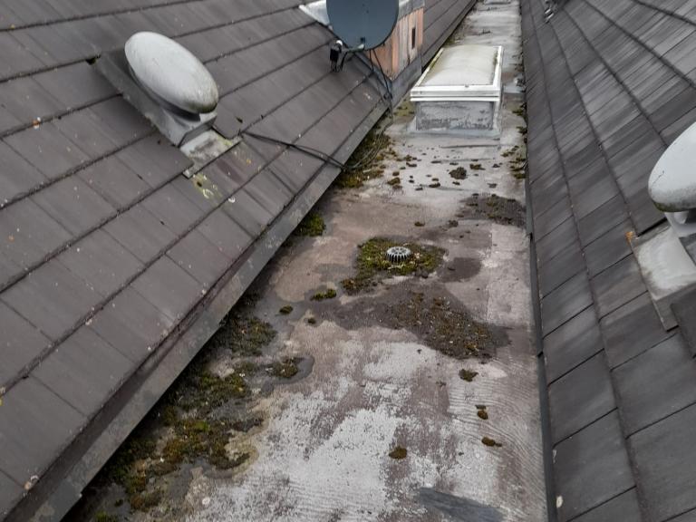Moss had grown in several areas, with clear signs of retained damp