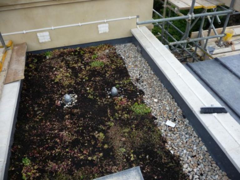 The sedum roof was created on top of a 25 year liquid membrane roofing system